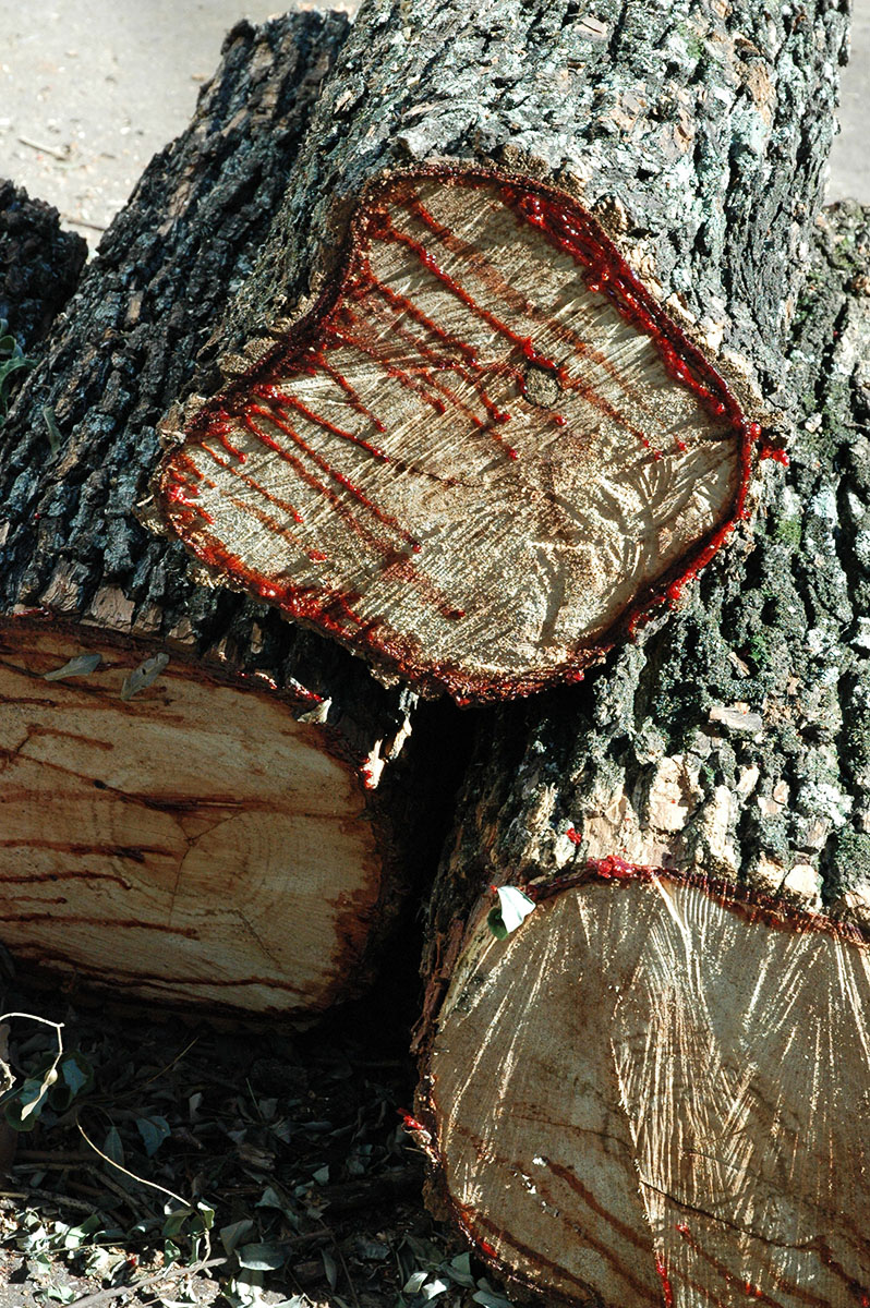 Información de imagen